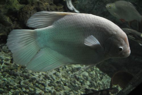 Žuvis, Auksinė Žuvelė, Akvariumas