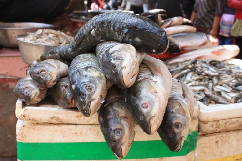Žuvis, Žuvų Apdorojimas, Žuvis Stovi, Nepalas, Katmandu