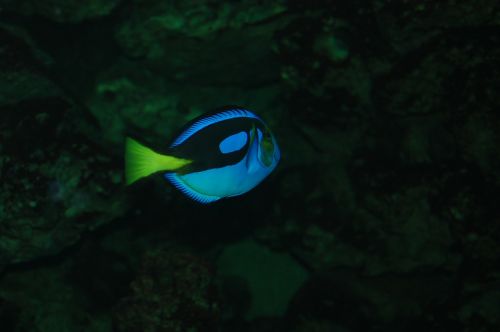 Žuvis, Neonas Mėlynas, Akvariumas