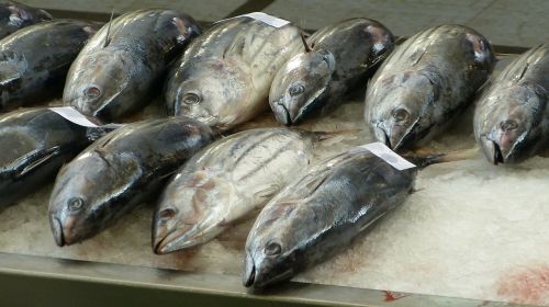 Žuvų Parduotuvė, Fischteka, Žuvis, Madeira, Funchal, Tunų, Šviežia Sugauna, Frisch