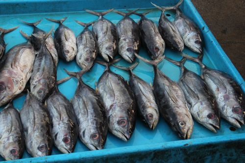 Žuvų Parduotuvė, Šri Lanka, Tunų, Žuvis