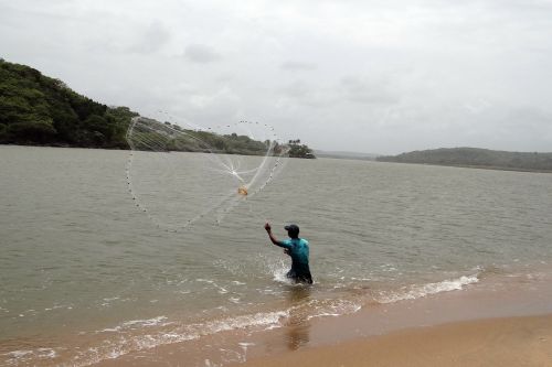 Žvejyba, Cast-Net, Terekhol Upė, Estuarija, Burna, Querim Paplūdimys, Goa, Arabų Jūra, Indija