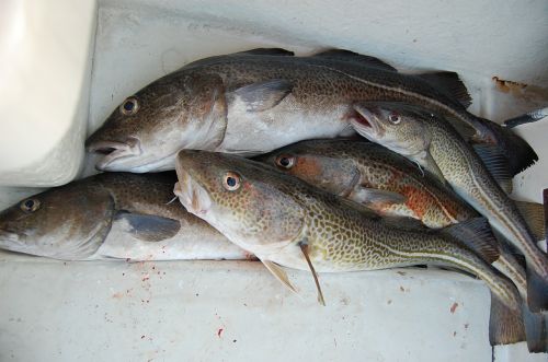 Žvejyba, Menkė, Maitinimas