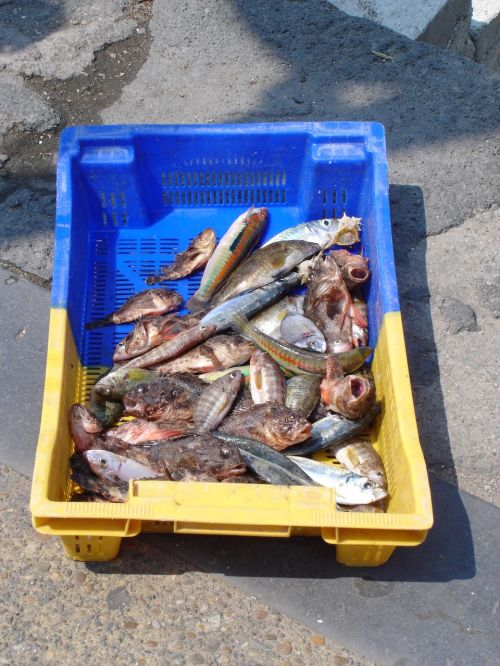 Žvejyba, Žuvis, Uostas, Maistas, Dokai, Tradicinė Žvejyba, Vanduo, Sardinės, Tunų, Žvejai
