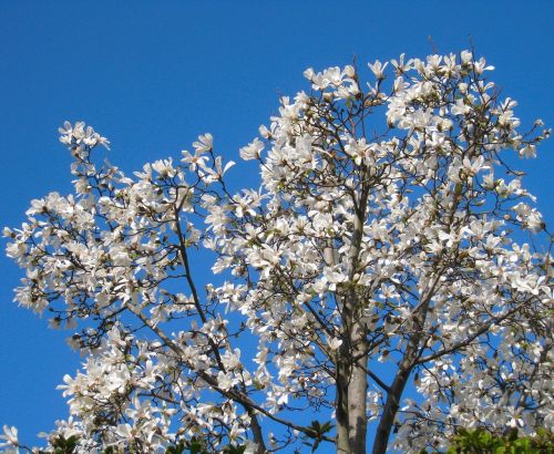 Kumštis, Gėlės, Arboretum, Baltos Gėlės, Mėlynas Dangus, Mediena, Yokosuka, Kanagawa Japan, Japonija