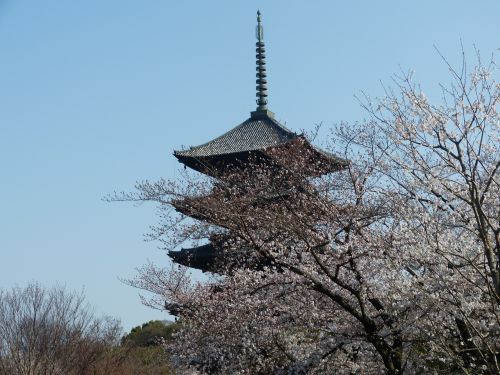 Penkių Aukštų Pagoda, Vyšnia, Pavasario Kyoto