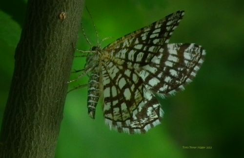 Šachmatai,  Drugelis,  Šaškių Lentelė,  Drugeliai,  Drugelis