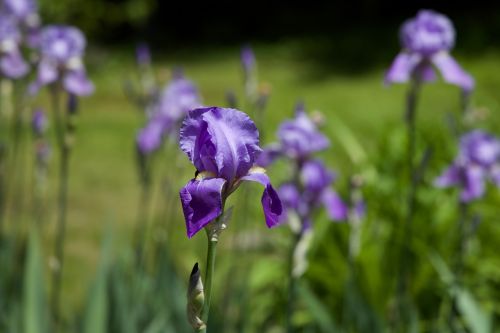 Vėliava,  Iris,  Gėlė,  Augalas,  Gamta,  Žiedas,  Pavasaris,  Vasara,  Violetinė,  Žydėti,  Žiedlapis,  Botanika,  Violetinė,  Sodas,  Šviežias,  Sezonas