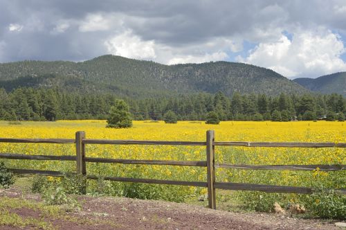 Flagstaff, Arizona, Gėlės, Geltona, Audra, Tvora