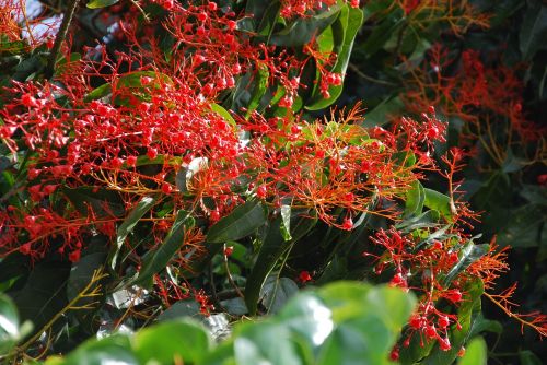 Liepsnos Medis, Australian, Gėlės, Raudona, Tamsiai Raudona, Raudona, Subtropinis, Žydėjimas, Brachychition Acerifolius, Illawarra Liepsnos Medis