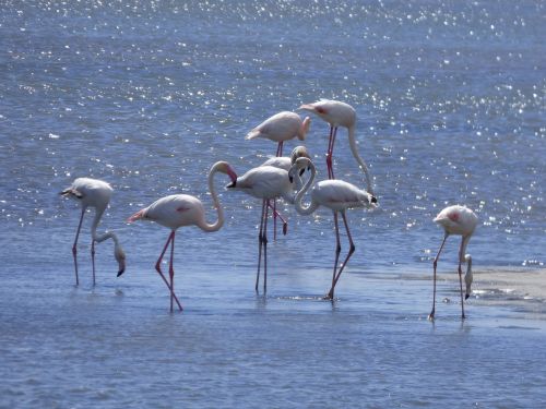 Flamenko, Flamandų, Flamingo, Delta Del Ebre, Pelkės, Gamtos Parkas, Phoenicopterus Roseus