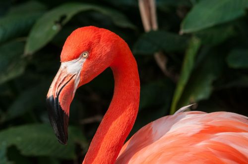 Flamingo, Zoologijos Sodas, Paukštis, Gyvūnas, Gamta, Kaklas, Egzotiškas
