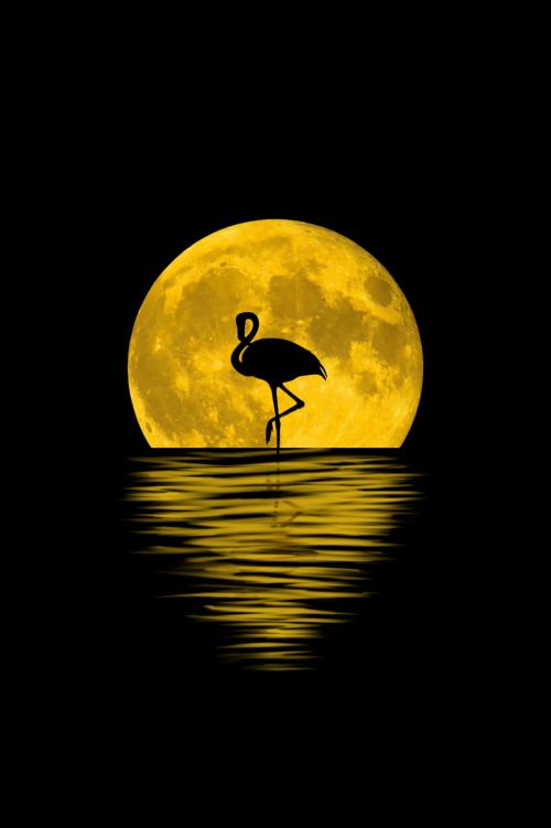 Mėnulis,  Atspindys,  Flamingo,  Gyvūnas,  Pilnas & Nbsp,  Mėnulis,  Fonas,  Naktis,  Vanduo,  Tapetai,  Siluetas,  Flamingo