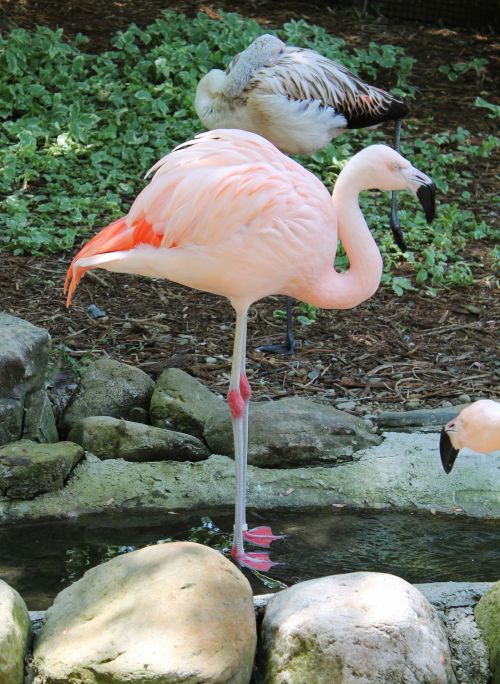 Flamingo,  Gyvūnas,  Snapas,  Paukštis,  Rožinis,  Flamingo - 02