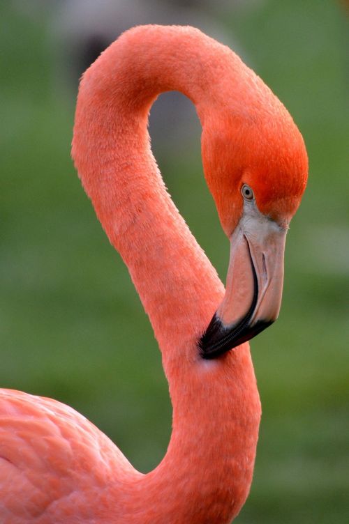 Flamingo, Paukštis, Gyvūnas, Rožinis, Plunksnos