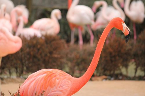 Flamingo, Rožinis, Paukštis, Gamta, Atogrąžų, Gyvūnas, Flamingos, Zoologijos Sodas
