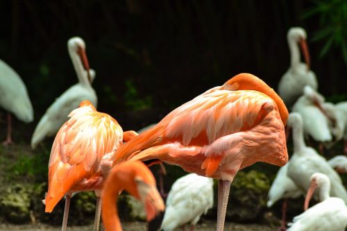 Flamingo, Paukščiai, Gyvūnas, Gamta, Spalvinga, Laukinė Gamta
