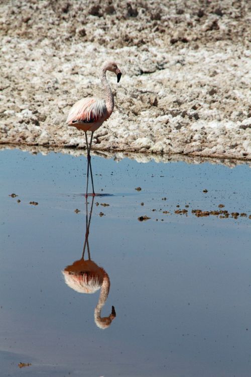 Flamingo, Rožinis, Atacama Dykuma, Čile, Gyvūnas, Paukštis, Gamta, Laukinė Gamta, Chilean