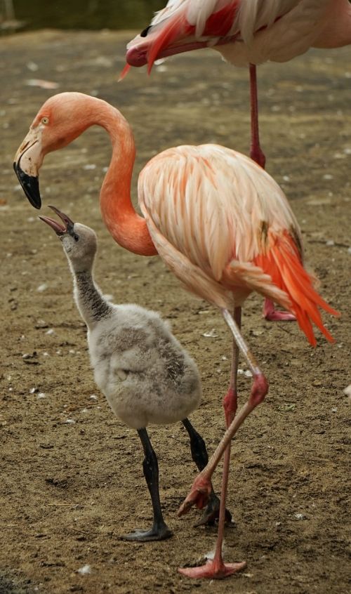 Flamingo, Rožinis, Vandens Paukštis, Jaunas Gyvūnas, Maitinti, Plumėjimas