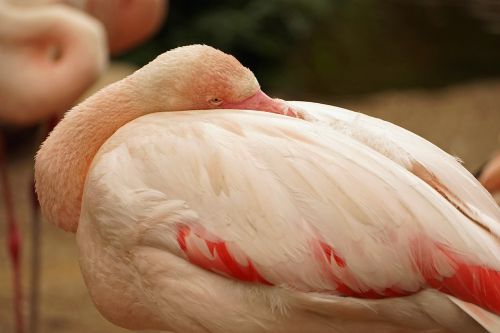 Flamingo, Iš Arti, Rožinis, Vandens Paukštis