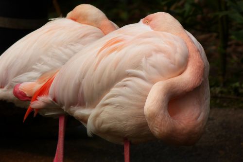 Flamingo, Zoologijos Sodas, Paukštis, Gyvūnas, Rožinis, Paukščiai, Plunksna, Gamta, Vandens Paukštis, Sąskaitą
