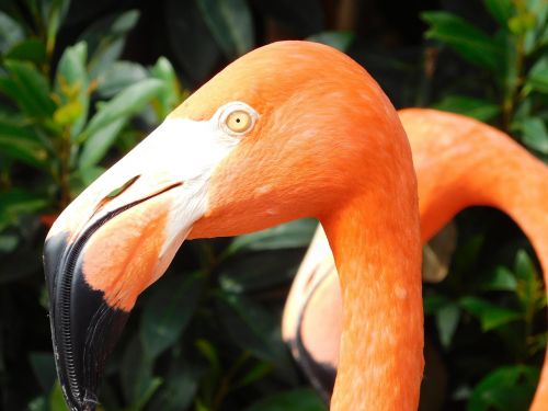 Flamingo, Flamingo Paukštis, Laukinė Gamta, Paukštis, Egzotiškas