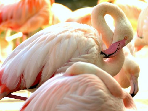 Flamingo, Zoologijos Sodas, Rožinis Flamingas, Flamingos, Sąskaitą, Egzotiškas, Gamta