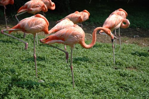 Flamingo, Paukštis, Zoologijos Sodas, Rausvos Plunksnos, Fauna, Gyvūnas