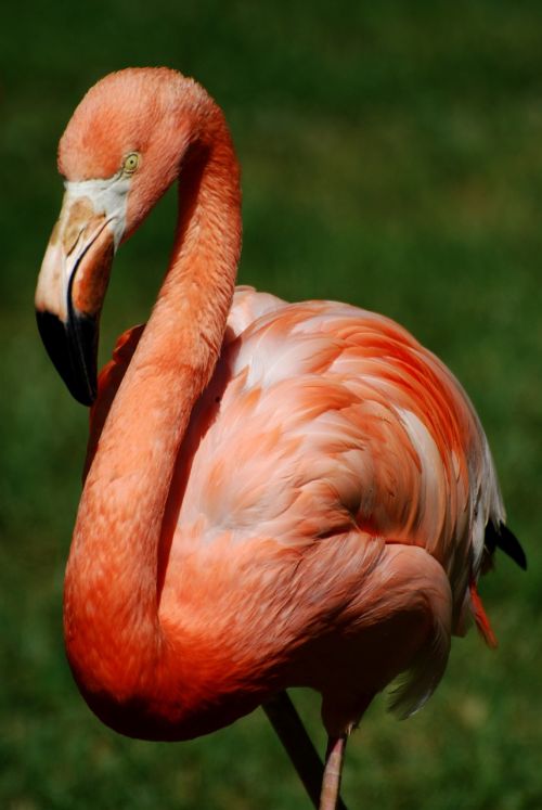 Flamingo, Paukštis, Didingas, Rožinis, Naminiai Paukščiai
