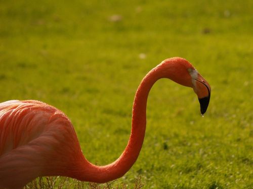 Flamingo, Rožinis, Žygiai, Gyvūnai, Gyvulinis Gyvenimas, Zoologijos Sodas, Gamta