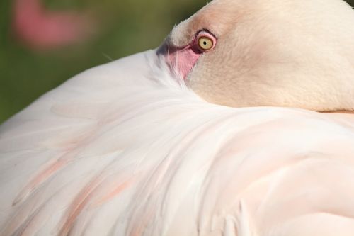 Flamingo, Plunksna, Rožinis, Paukštis, Rožinis Flamingas