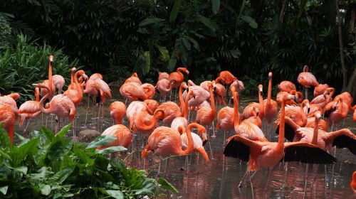 Flamingo, Parkas, Paukščiai, Singapūras, Rožinis