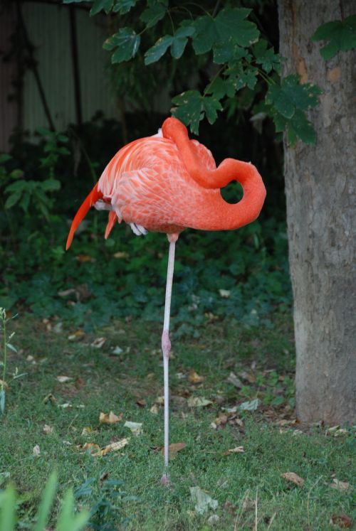 Flamingo, Miega, Zoologijos Sodas