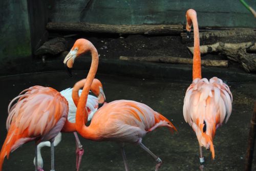 Flamingo, Rožinis, Paukštis, Laukinė Gamta, Gyvūnas, Vanduo, Egzotiškas, Laukiniai, Zoologijos Sodas, Plunksnos, Atogrąžų, Spalvinga, Snapas, Oranžinė, Flock, Kojos, Sparnas, Tvenkinys, Kaklas Natūralus