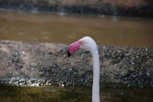 Flamingo, Galva, Kaklas, Vandens Paukštis