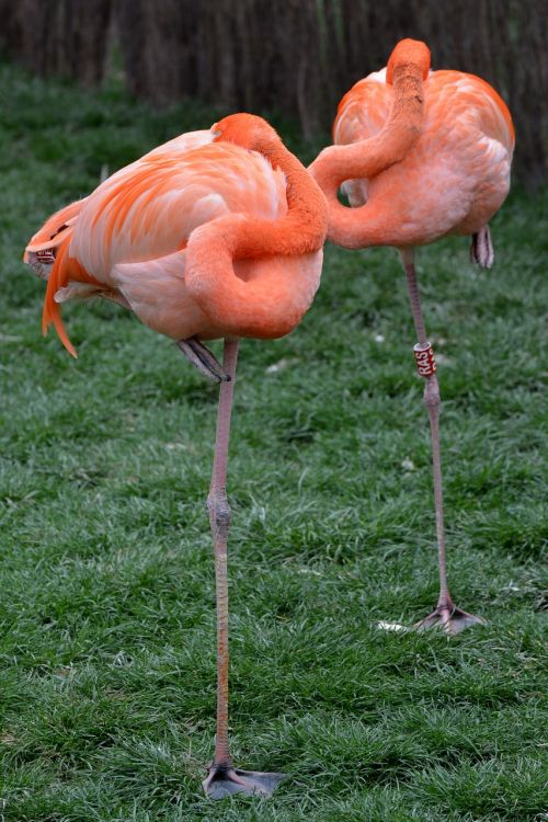 Flamingo, Gyvūnas, Paukštis, Rožinis, Kojos