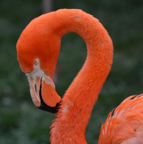 Flamingo, Gyvūnas, Paukštis, Rožinis, Snapas