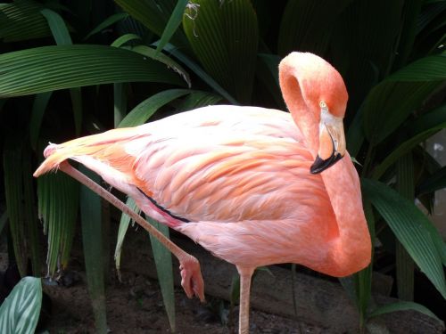 Flamingo, Rosa, Zoologijos Sodas