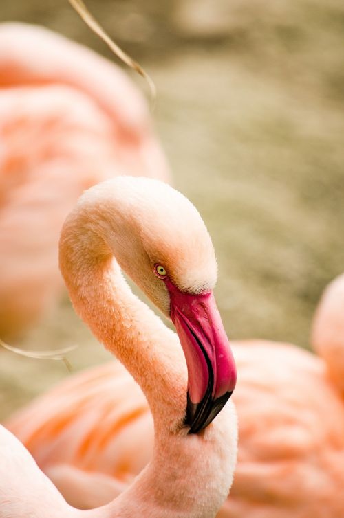Flamingo, Paukštis, Vandens Paukštis, Rožinis, Zoologijos Sodas, Rožinis Flamingas