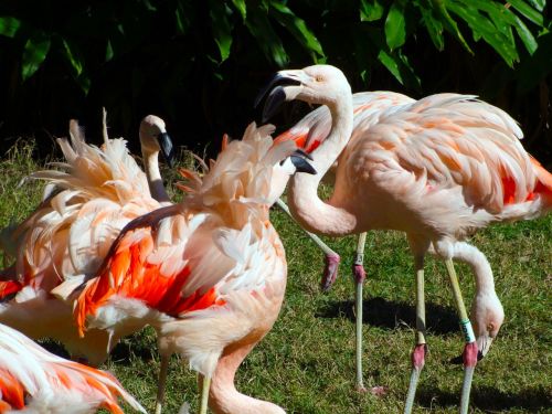 Flamingo, Paukščiai, Gyvūnas, Paukštis, Gamta, Spalvinga, Gyvūnai, Zoologijos Sodas, Vandens Paukščiai