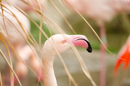 Flamingo, Zoologijos Sodas, Vandens Paukštis, Paukštis, Rožinis Flamingas, Tiergarten