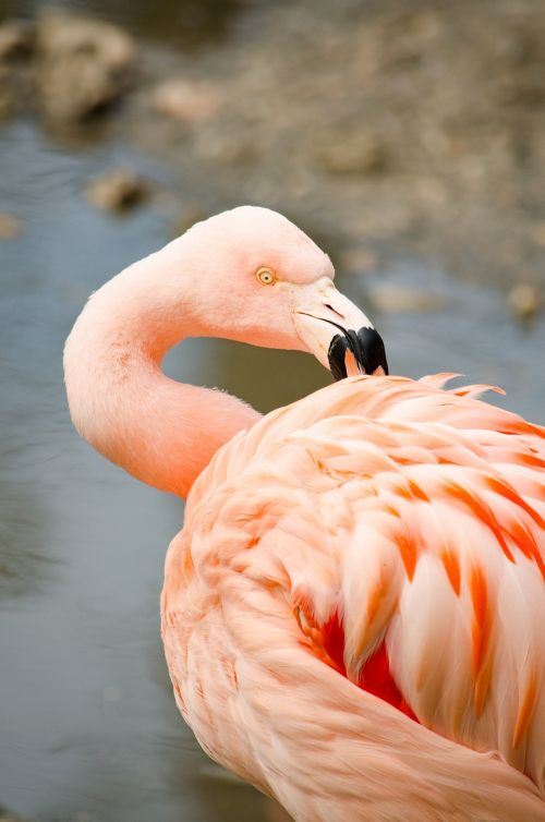 Flamingo, Vandens Paukštis, Rožinis Flamingas, Zoologijos Sodas, Tiergarten