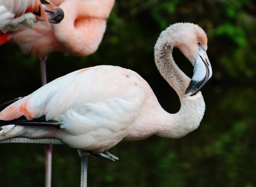 Flamingo, Jaunas Gyvūnas, Paukštis, Spalvinga, Tierpark Hellabrunn, Munich