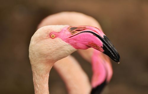 Flamingo, Sąskaitą, Paukštis, Vandens Paukštis, Padaras, Rožinis Flamingas, Laukinės Gamtos Fotografija, Zoologijos Sodas, Spalvinga, Gyvūnas, Rožinis, Plunksna, Plumėjimas, Rūšis, Galva