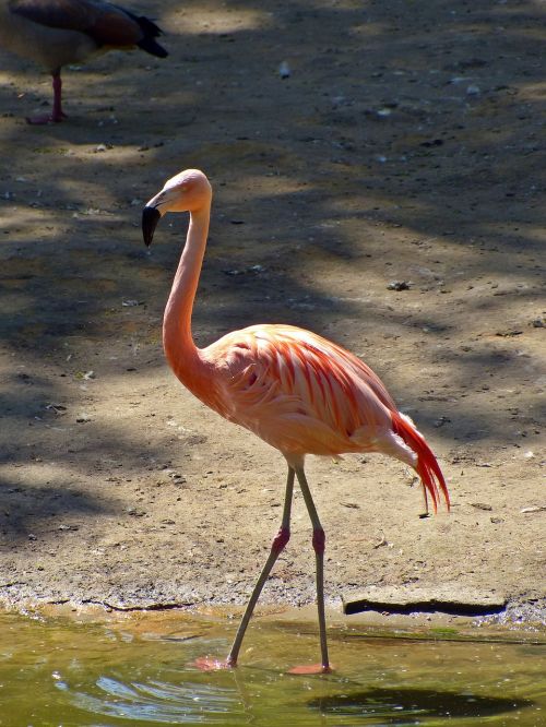 Flamingo, Paukštis, Gamta, Rožinis, Plunksna, Plumėjimas, Egzotinė Paukštis, Pavasario Suknelė