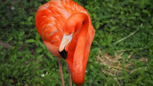 Flamingo, Paukštis, Rožinis, Laukiniai, Laukinė Gamta, Gyvūnas, Egzotiškas, Snapas, Spalva, Spalvinga, Zoologijos Sodas, Plunksna, Galva, Kaklas, Afrika, Flamingas, Gamta