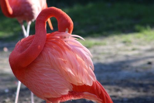 Zoologijos Sodas,  Diena,  Flamingo
