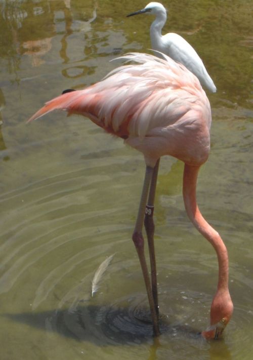 Gyvūnai,  Gamta,  Flamingo,  Sodai,  Florida,  Flamingo