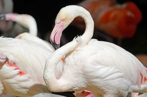 Flamingo, Rožinis Flamingas, Vandens Paukštis, Rožinis, Plumėjimas, Paukštis, Sąskaitą, Iš Arti, Stuburas, Gyvūnų Portretas, Fenikopteriformas, Spalva