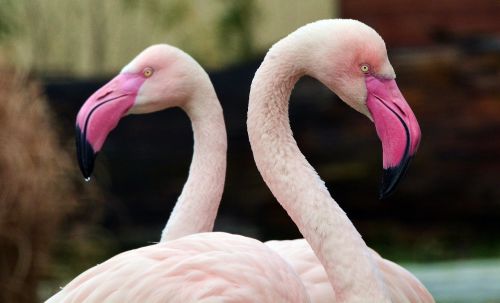 Flamingo, Rožinis, Paukštis, Zoologijos Sodas